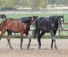 Worn Out Watchdog160512-1